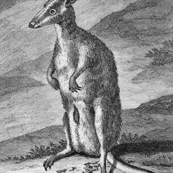 De Bruijn, Dusky Pademelon