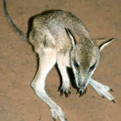 Dusky Pademelon
