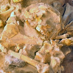 Kalkriese, Skull and bones