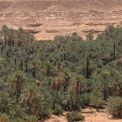 Gheriat el-Garbia, Oasis