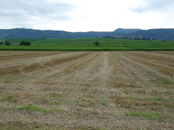Colmar, Battlefield where Caesar met Ariovistus, View to Zellenberg (Ariovistus' camp)