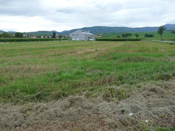 Colmar, Battlefield where Caesar met Ariovistus, View to Bebelnheim (auxiliaries on Caesar's left wing)