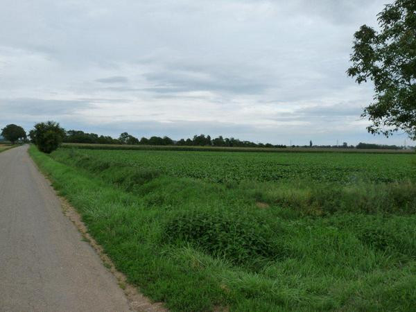 Colmar, Battlefield where Caesar met Ariovistus, Rue des Romains (place of the main fight)