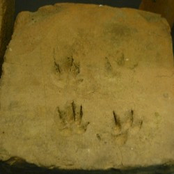 Neuss, Tile from a hypocaust with paws of a badger