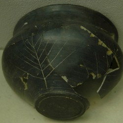 Neuss, Terra nigra with a fir tree