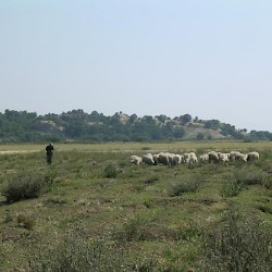 Troy, from the north ("steep")