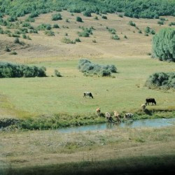 Halys (Kizil Irmak), Upper valley with cattle
