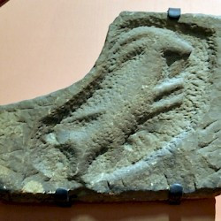 Hadrian's Wall, Capricorn of II Augusta