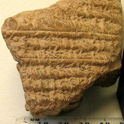 BCHP 10 Seleucid Accessions (BM 32171), Reverse
