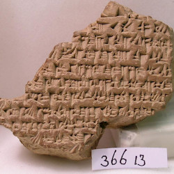 BCHP 04 Alexander Arses (BM 36613)