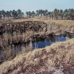 Babylon, Ruin of the Etemenanki: foundations in a wetland