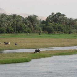 The fertile Nile