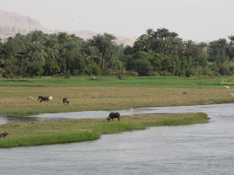 The fertile Nile
