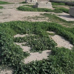 Susa, Apadana, Site of the throne