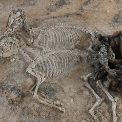 Karanovo, Tomb of Rhoemetalces III, Horse burial