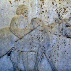 Persepolis, Apadana, East Stairs, Gandaran with a buffalo