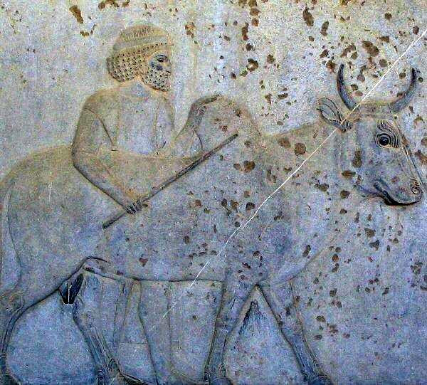 Persepolis, Apadana, East Stairs, Gandaran with a buffalo