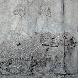 Persepolis, Apadana, East Stairs, Southern part, Syrians