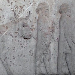 Persepolis, Apadana, East Stairs, Southern part, Gandarans