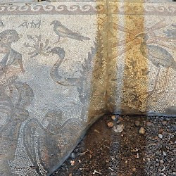 Apamea, Church, Mosaic of Adam and the Phoenix