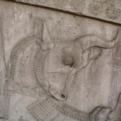 Persepolis, Apadana, East Stairs, Northern part, Bull