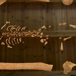 Kamenica, Skeleton of a baby