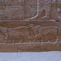 Musawwarat es-Sufa, Temple of Apedemak, Relief of cattle