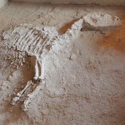 Gonur Deppe, Horse tomb