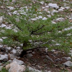 Barouk, Young cedar