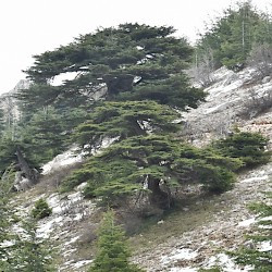 Barouk, Cedar