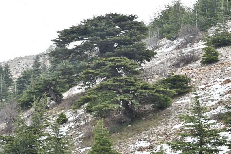 Barouk, Cedar