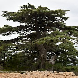Barouk, Cedar