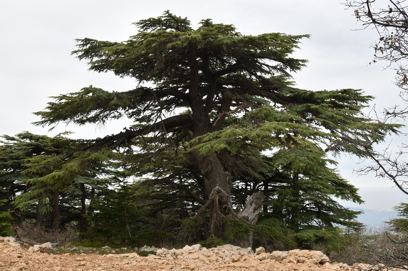 Barouk, Cedar