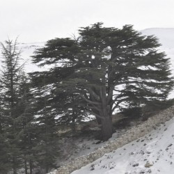 A cedar in the Qadisha valley