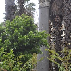 Sidon, Roman column