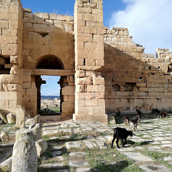 Madauros, Byzantine fort with goats