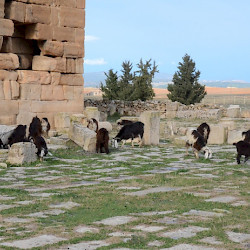 Madauros, Forum with goats