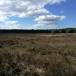 Vaassen, Celtic Field