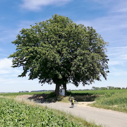 Mellet, Aux trois arbres