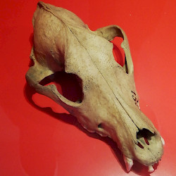 Ezinge, Skull of a dog