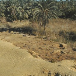 Siwa, Temple of Nectanebo, Platform