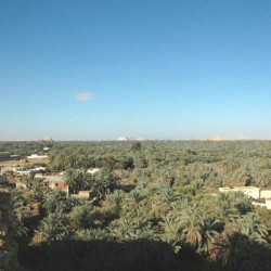 Siwa, General view of the palm trees in the oasis, seen from the oracle