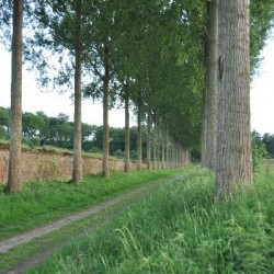 Tongeren's aqueduct: a dike (from left to right)