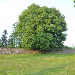 Tongeren, Roman wall, Cottaweg