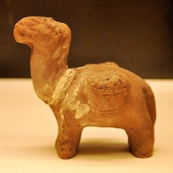 Egyptian dromedary