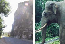 Elephant Rock, clue
