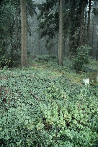 Kneblinghausen, Northwestern wall