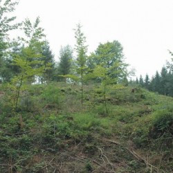 Schwäbisch Gmünd, Freimühle, Remains of a Roman fort