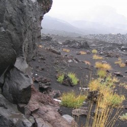 Vegetation of the Etna