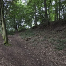 Thuin, Bois du Grand Bon Dieu, Northeastern slope of the oppidum